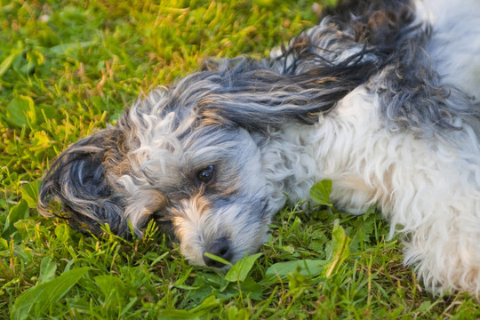 中國(guó)冠毛犬