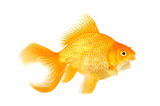 美麗的扇尾金魚