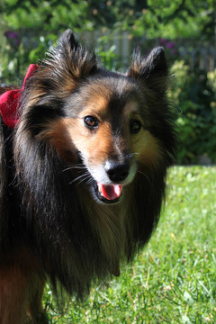 Brown Sheltie的肖像