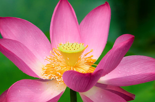 蓮花