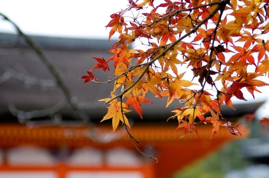 楓