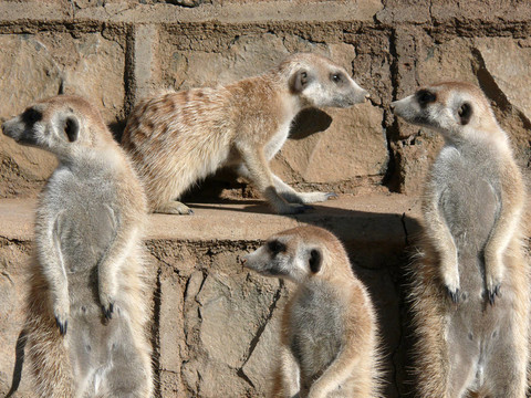 meercats