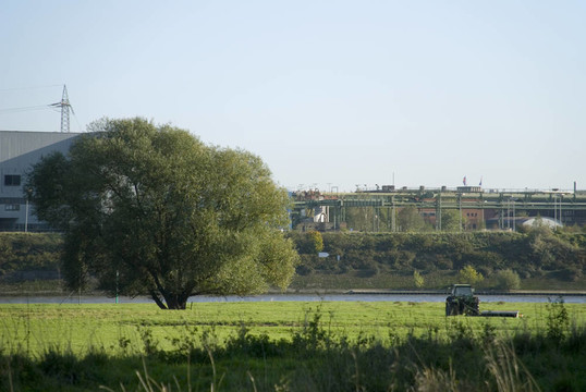 rheinmeadows樹