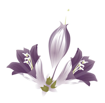 紫色的花
