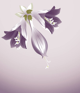 紫色的花