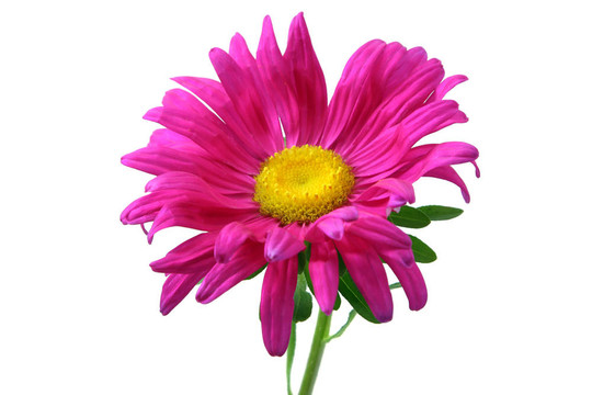 紫菀花白色隔離