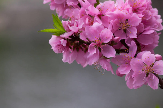 桃花