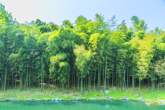 竹林