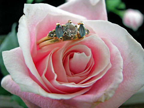 玫瑰的結(jié)婚戒指