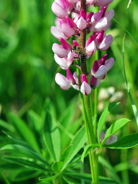 蜜蜂