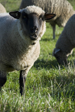 schaf 1