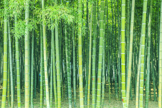 竹林