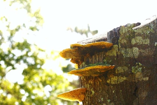 野生蘑菇