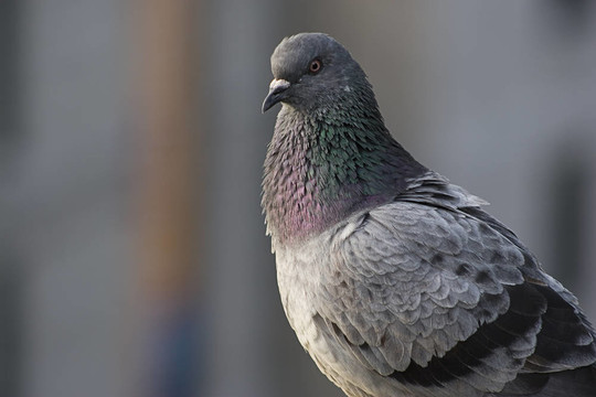靠近一只鳥