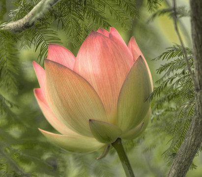 蓮花