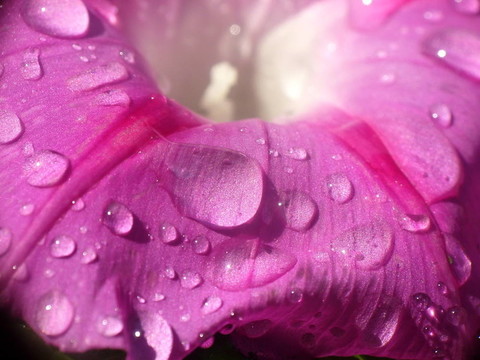水滴紅色花