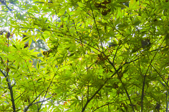 樹枝樹葉