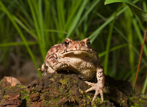 蟾蜍（Bufo gargarizans）9