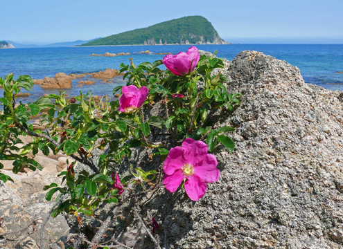 盛開(kāi)的薔薇在海上的2