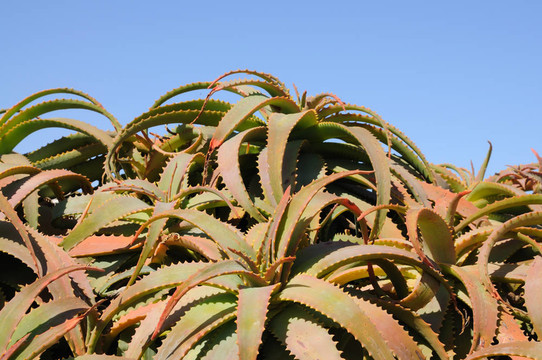 Aloe Vera植物在加那利群島的富埃特文圖拉島島；西班牙