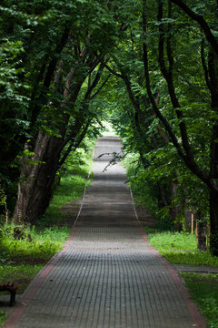 公園里的陰涼路