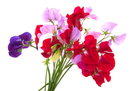 花園里的花