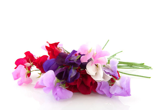 花園里的花vetching