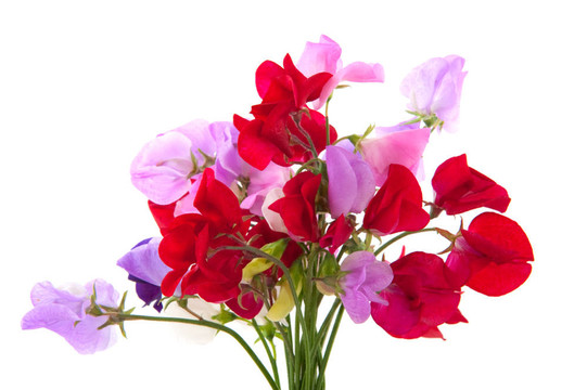 花園里的花vetching