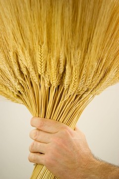 帶手的小麥秸稈