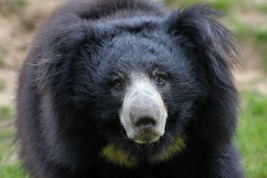 懶熊（Melursus ursinus）