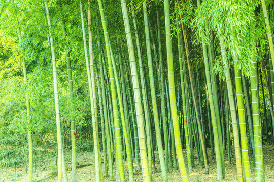 竹林