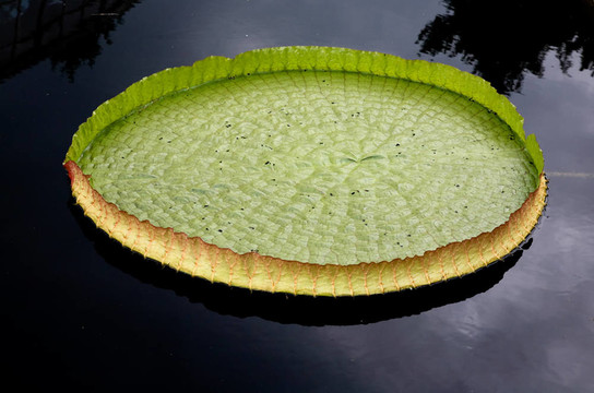植物園里的睡蓮