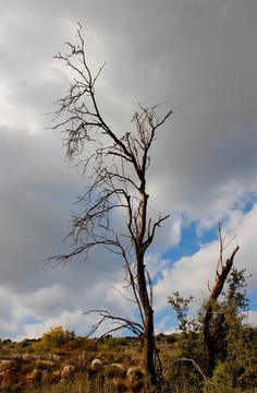 死了的干樹