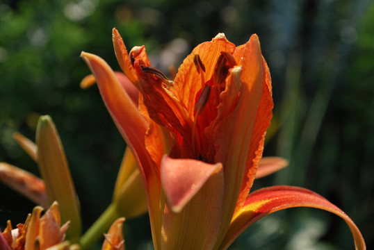 黃花菜