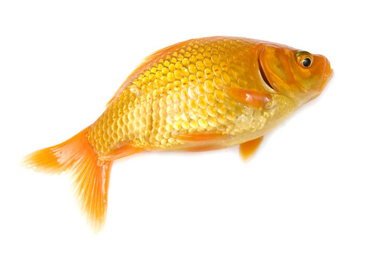 金色的魚