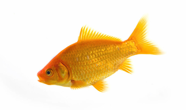 金色的魚