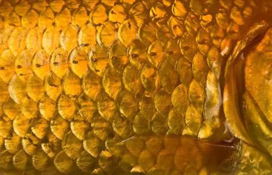魚鱗