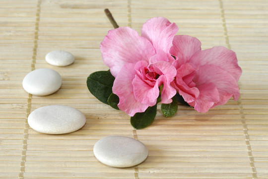 杜鵑花