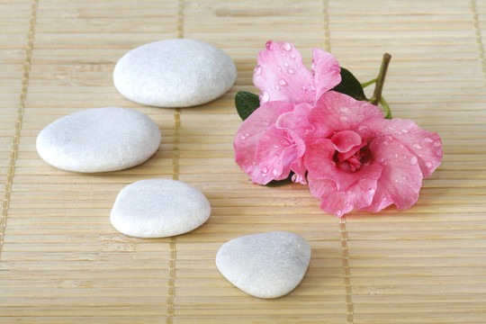 Azalea開花