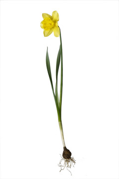 水仙花