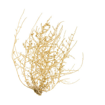 干Tumbleweed Bush