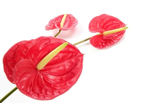 異國情調(diào)的美麗的紅色花還紅掌