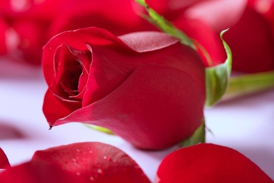 美麗的玫瑰在紅色的花瓣上