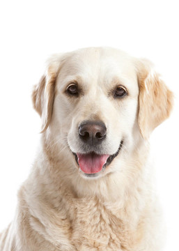 金毛獵犬