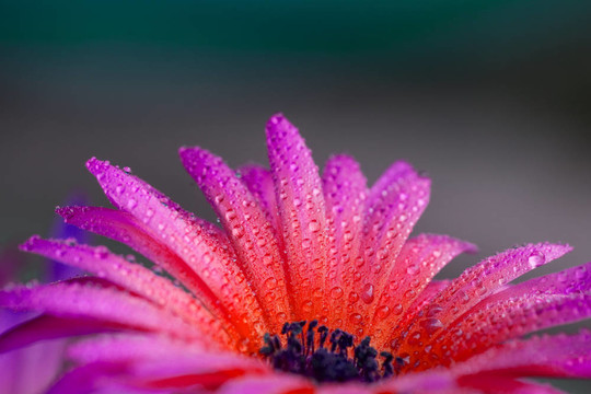 五顏六色的花