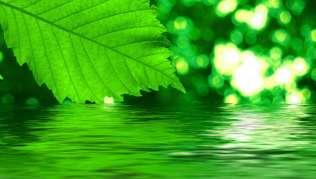 绿叶在水里映