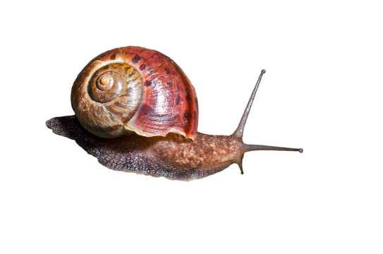 蝸牛17