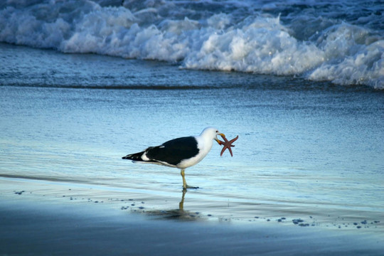 seagul拿著海星在沙灘上的喙
