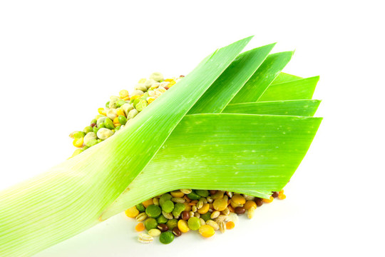 韭菜湯脈沖