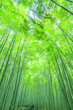 竹林